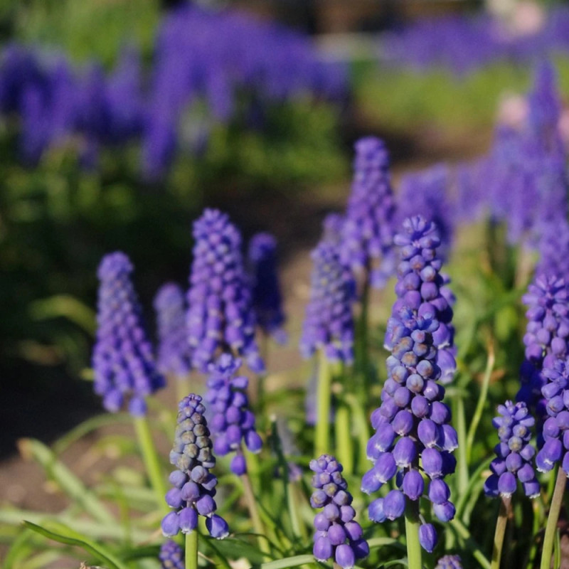 Bulbe de Muscari Variés