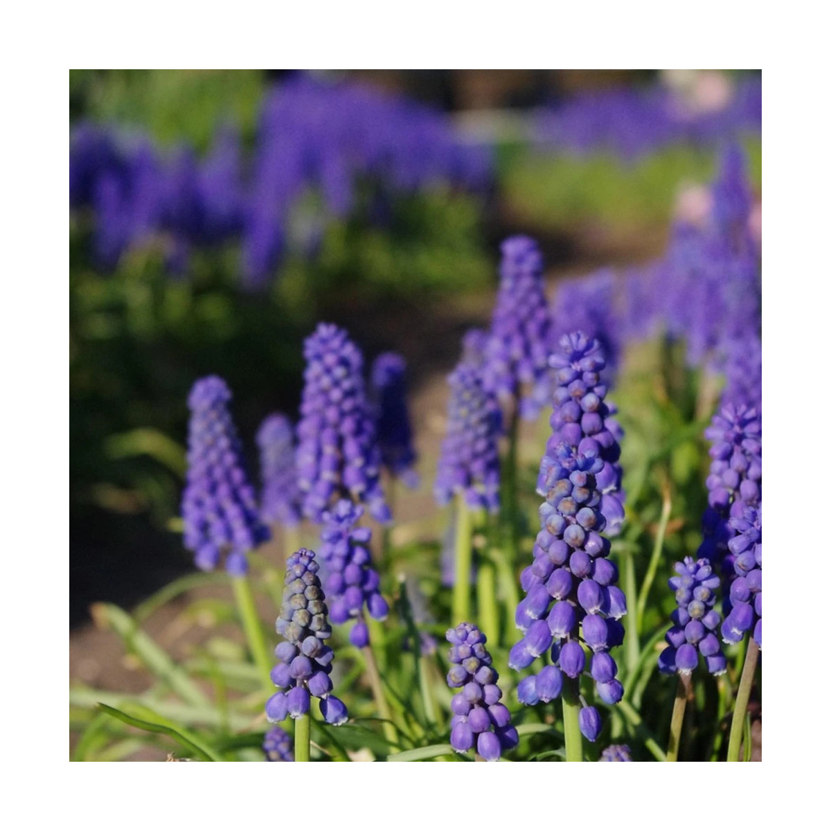 Bulbe de Muscari Variés