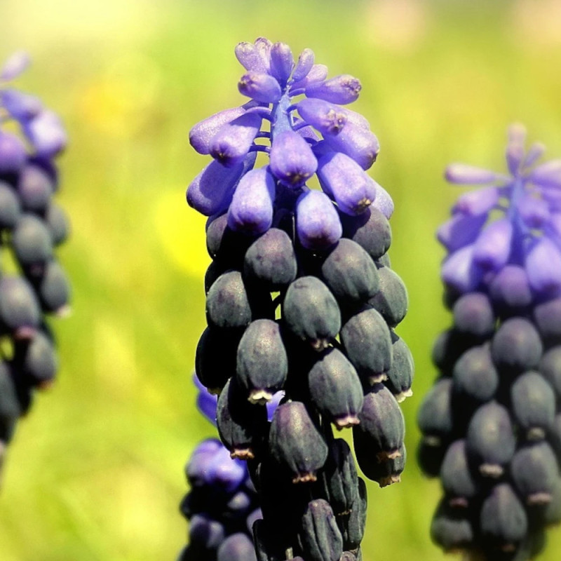 Bulbe de Muscari Latifolium