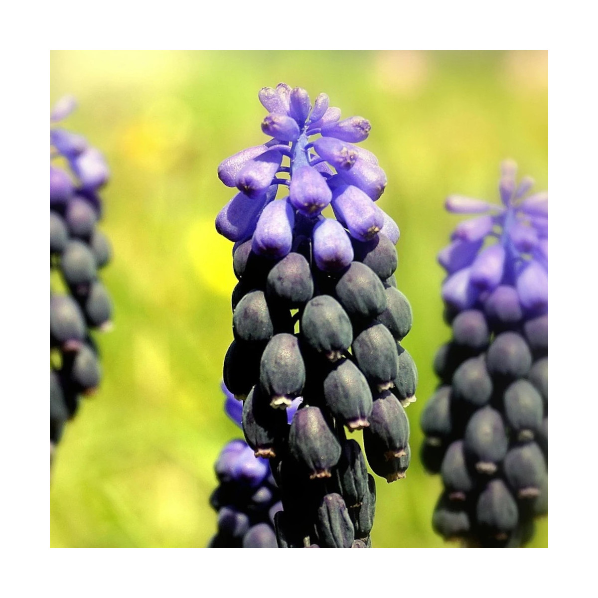 Bulbe de Muscari Latifolium