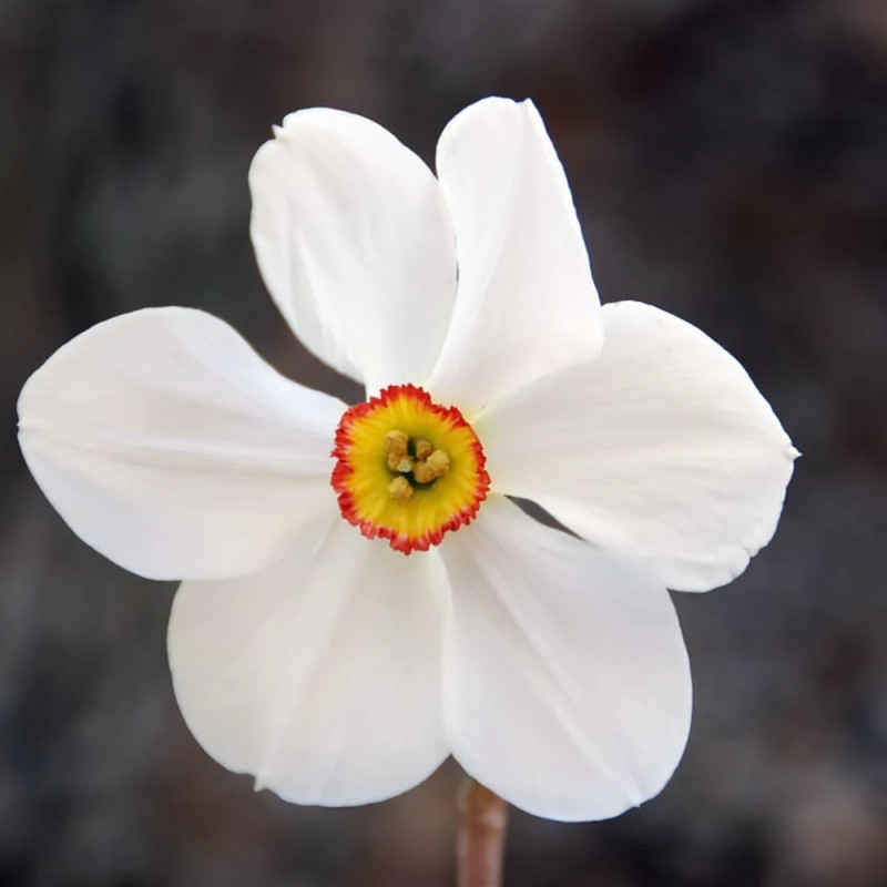 Bulbe de Narcisse Des Poètes