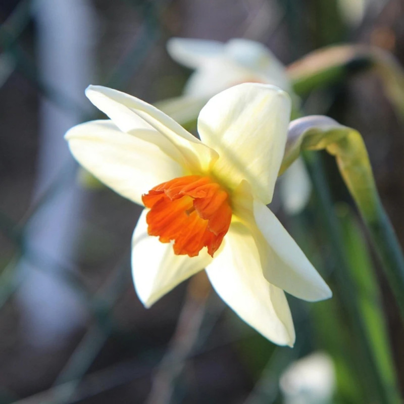 Bulbe de Narcisse grande coupe Fortissimo