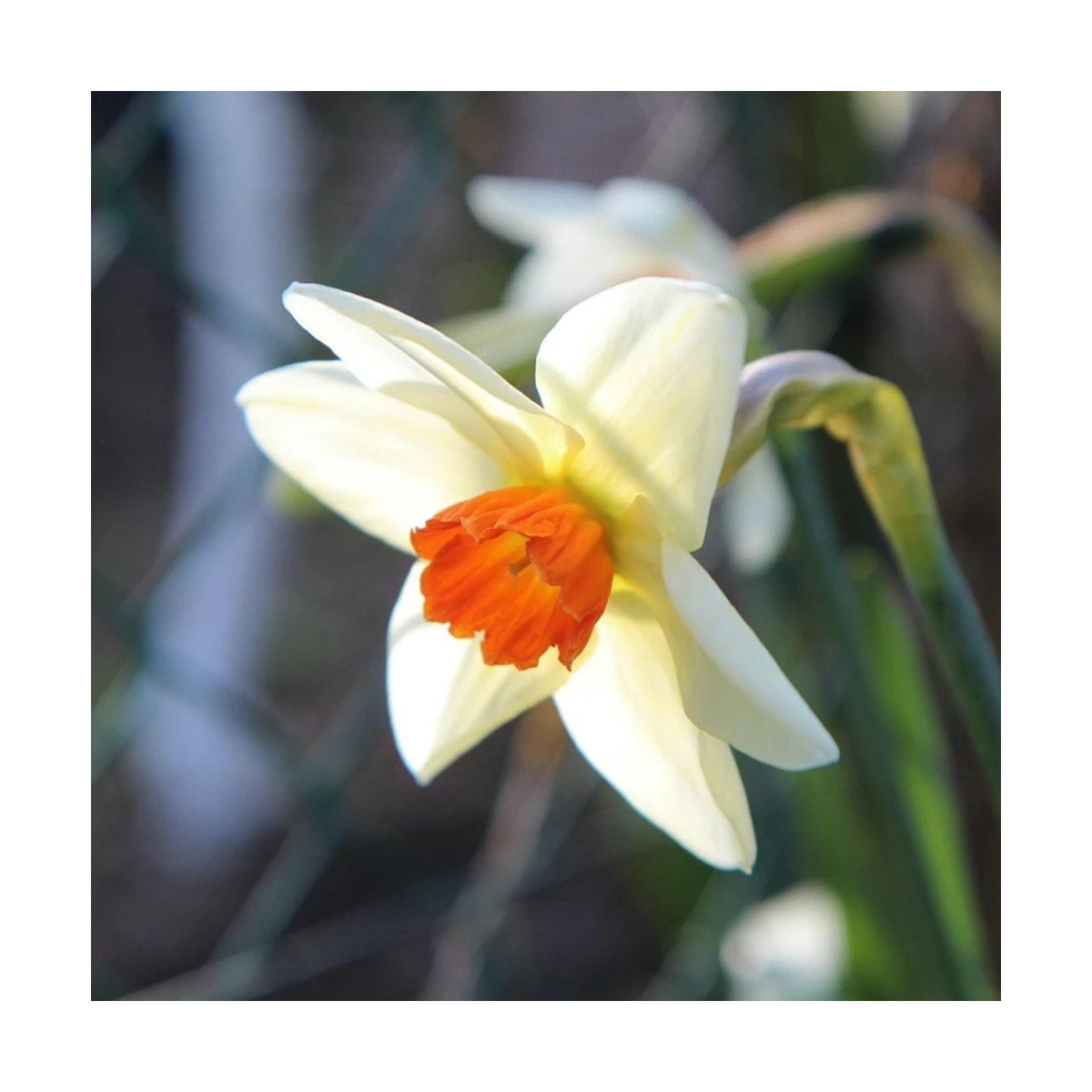 Bulbe de Narcisse grande coupe Fortissimo
