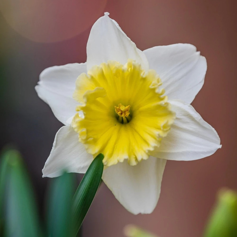 Bulbe de Narcisse grande coupe Ice Follies