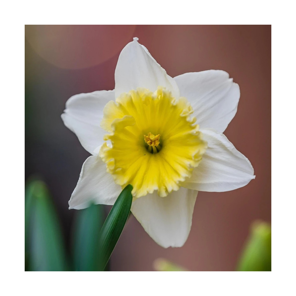 Bulbe de Narcisse grande coupe Ice Follies