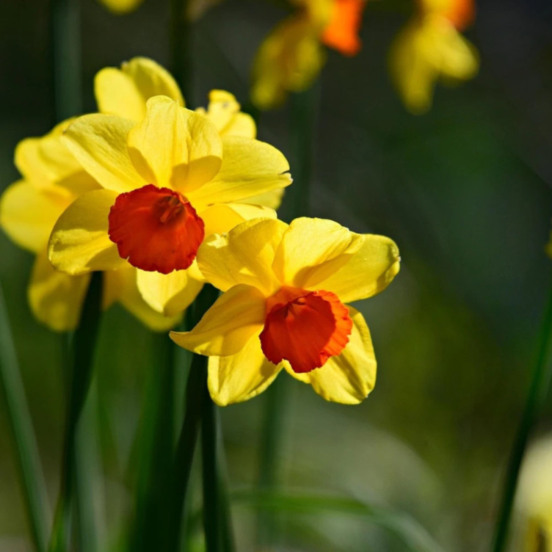 Bulbe de Narcisse grande coupe Juanita