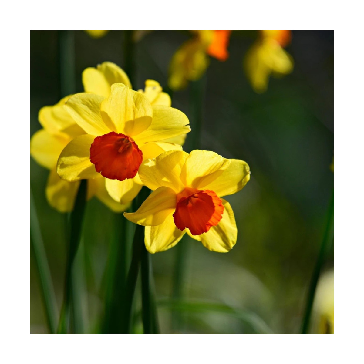 Bulbe de Narcisse grande coupe Juanita