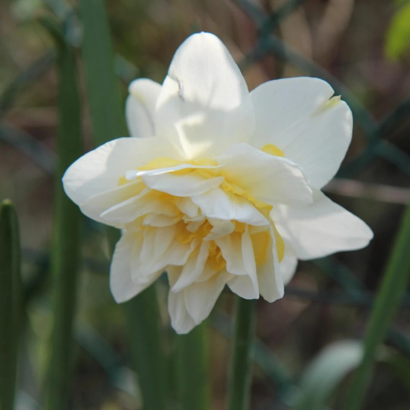Bulbe de Narcisse double Obdam