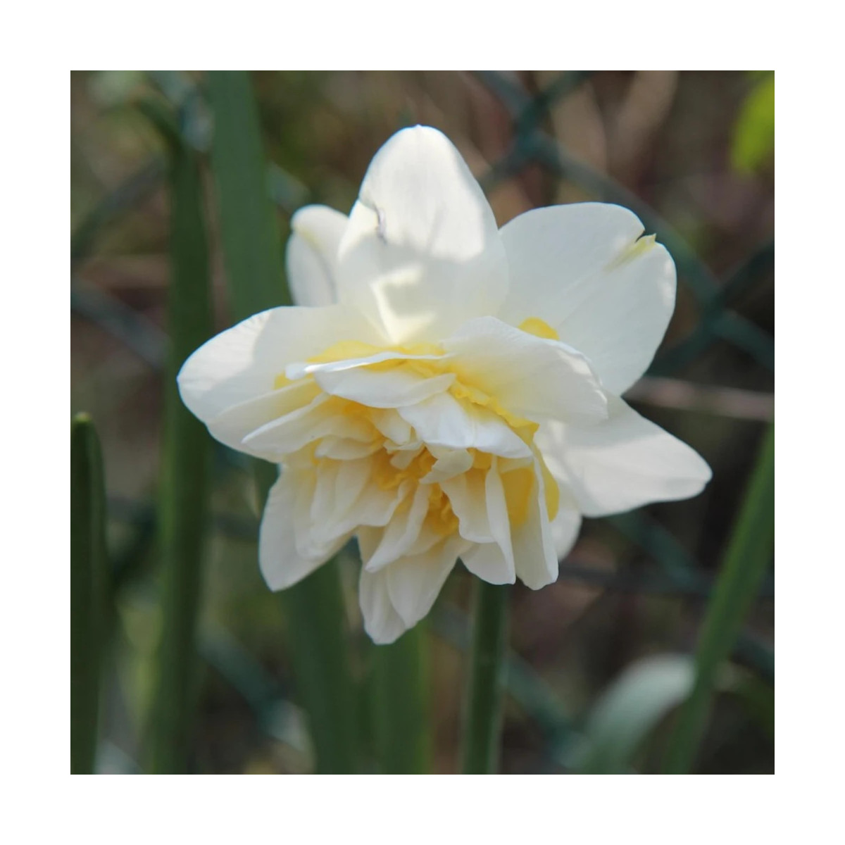 Bulbe de Narcisse double Obdam