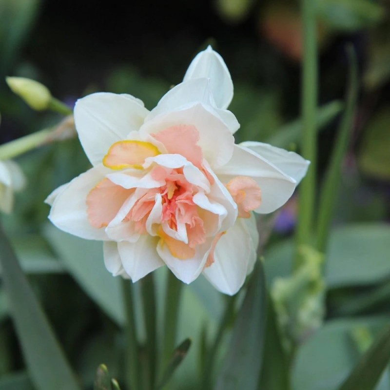 Bulbe de Narcisse double Replete