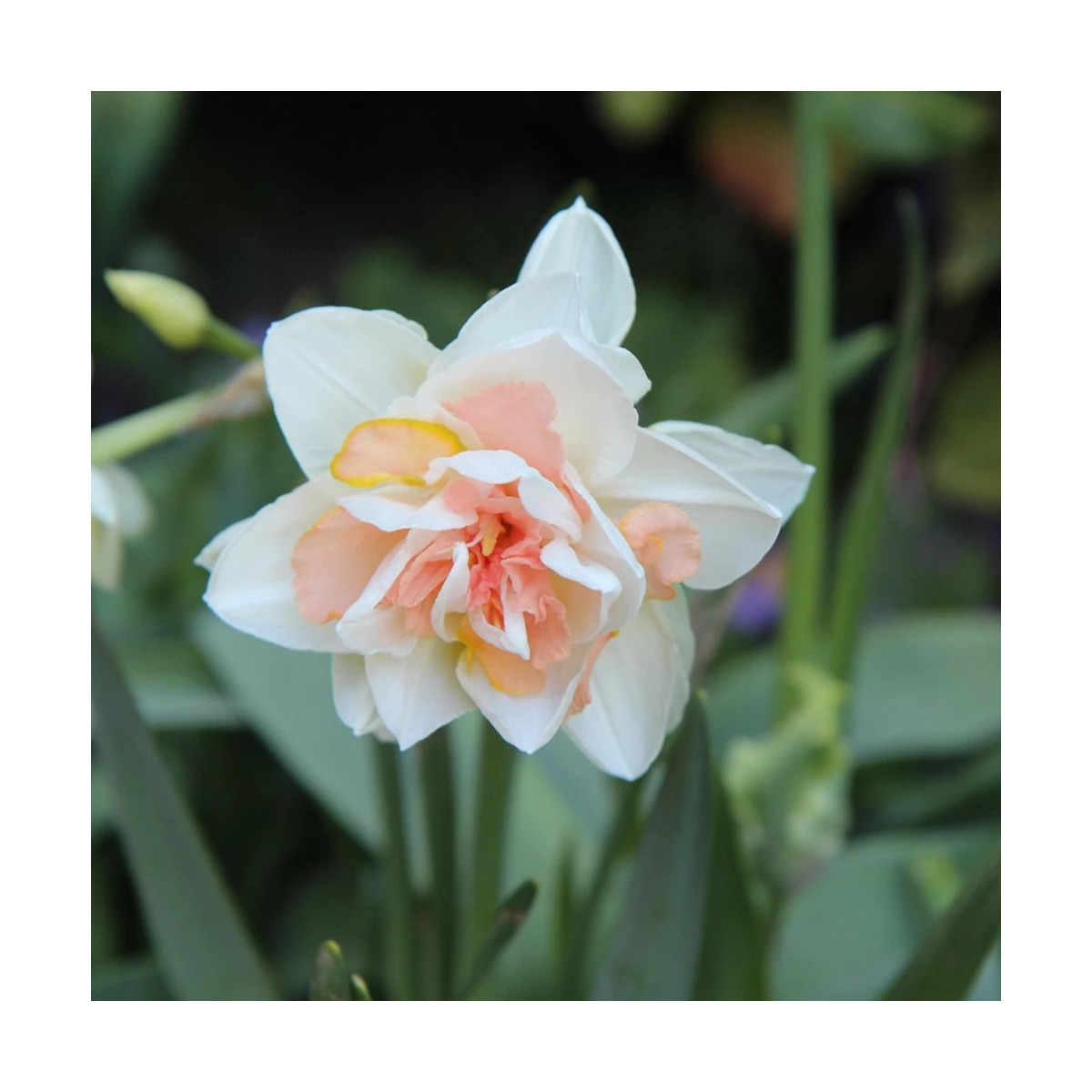 Bulbe de Narcisse double Replete