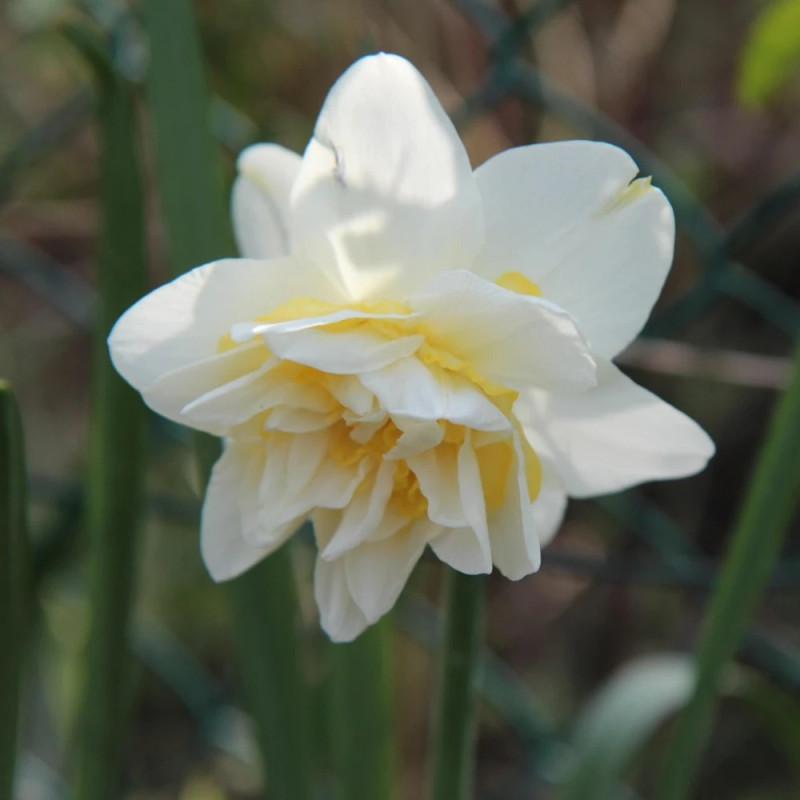 Bulbe de Narcisse double White Lion