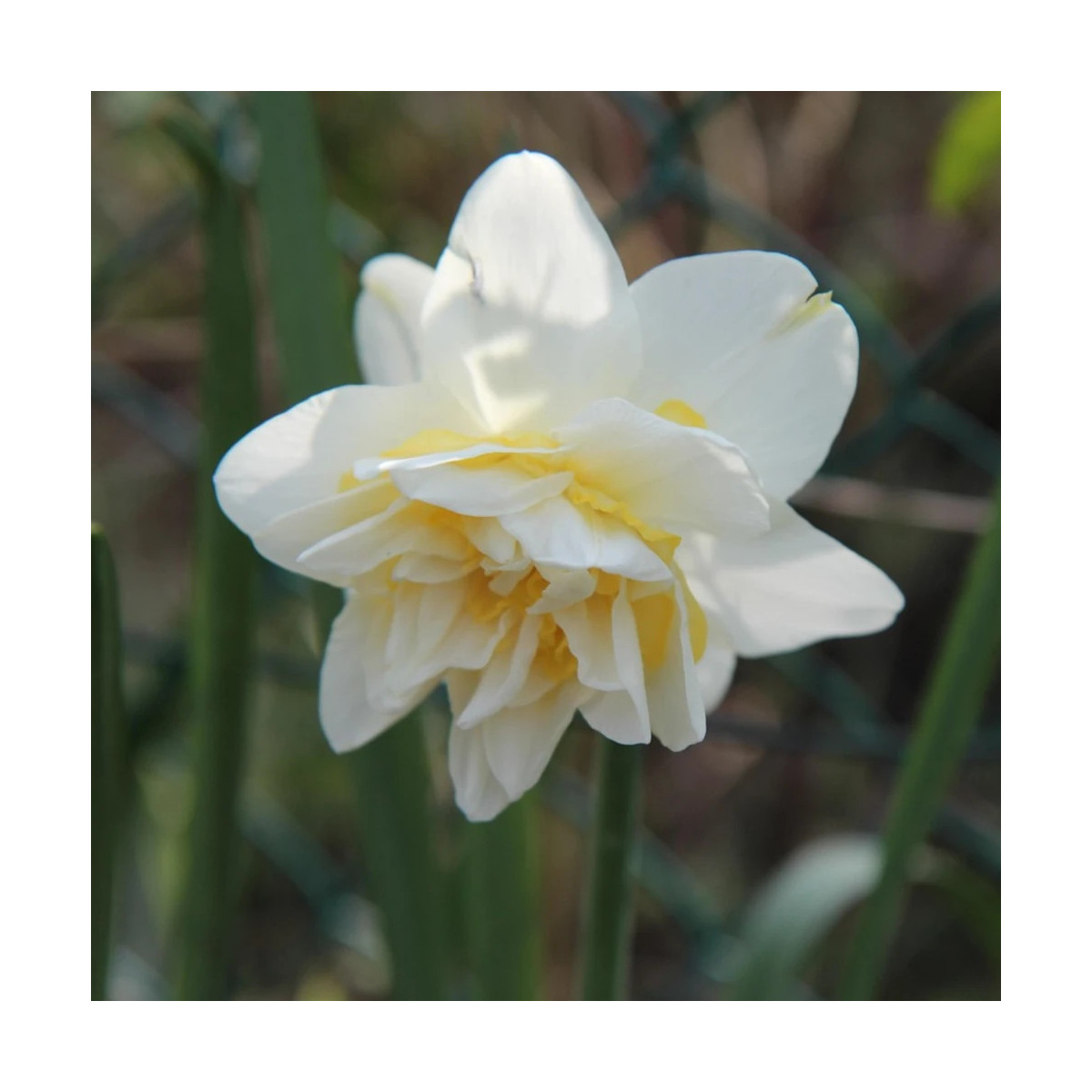 Bulbe de Narcisse double White Lion
