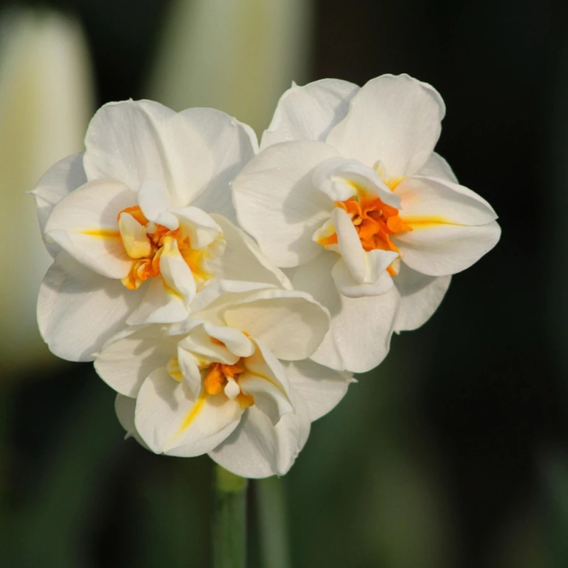Bulbe de Narcisse Pluriflore Erlichee