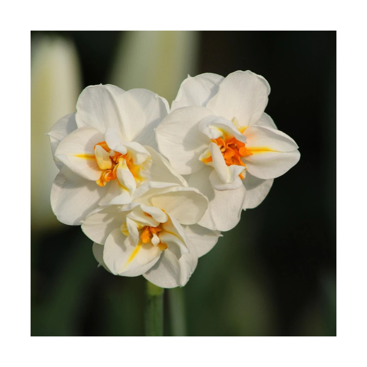 Bulbe de Narcisse Pluriflore Erlichee