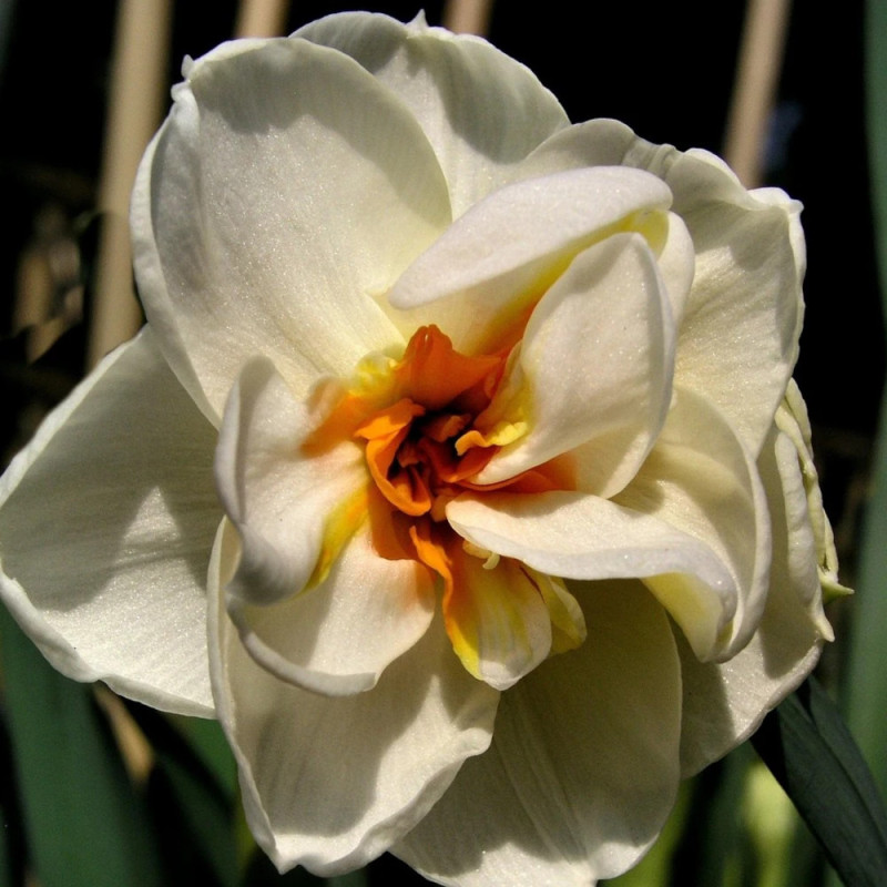 Bulbe de Narcisse Pluriflore Sir Winston Churchill