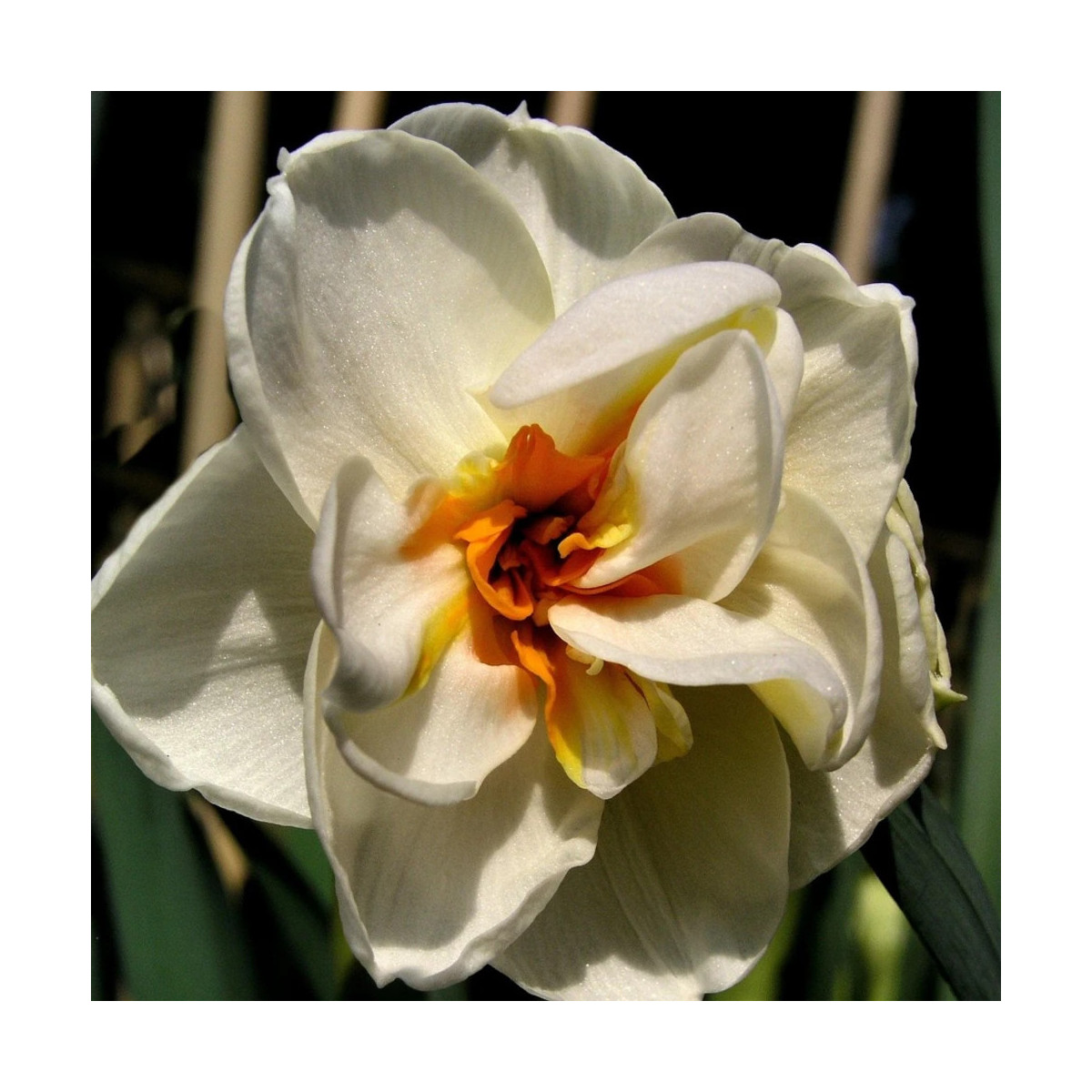 Bulbe de Narcisse Pluriflore Sir Winston Churchill