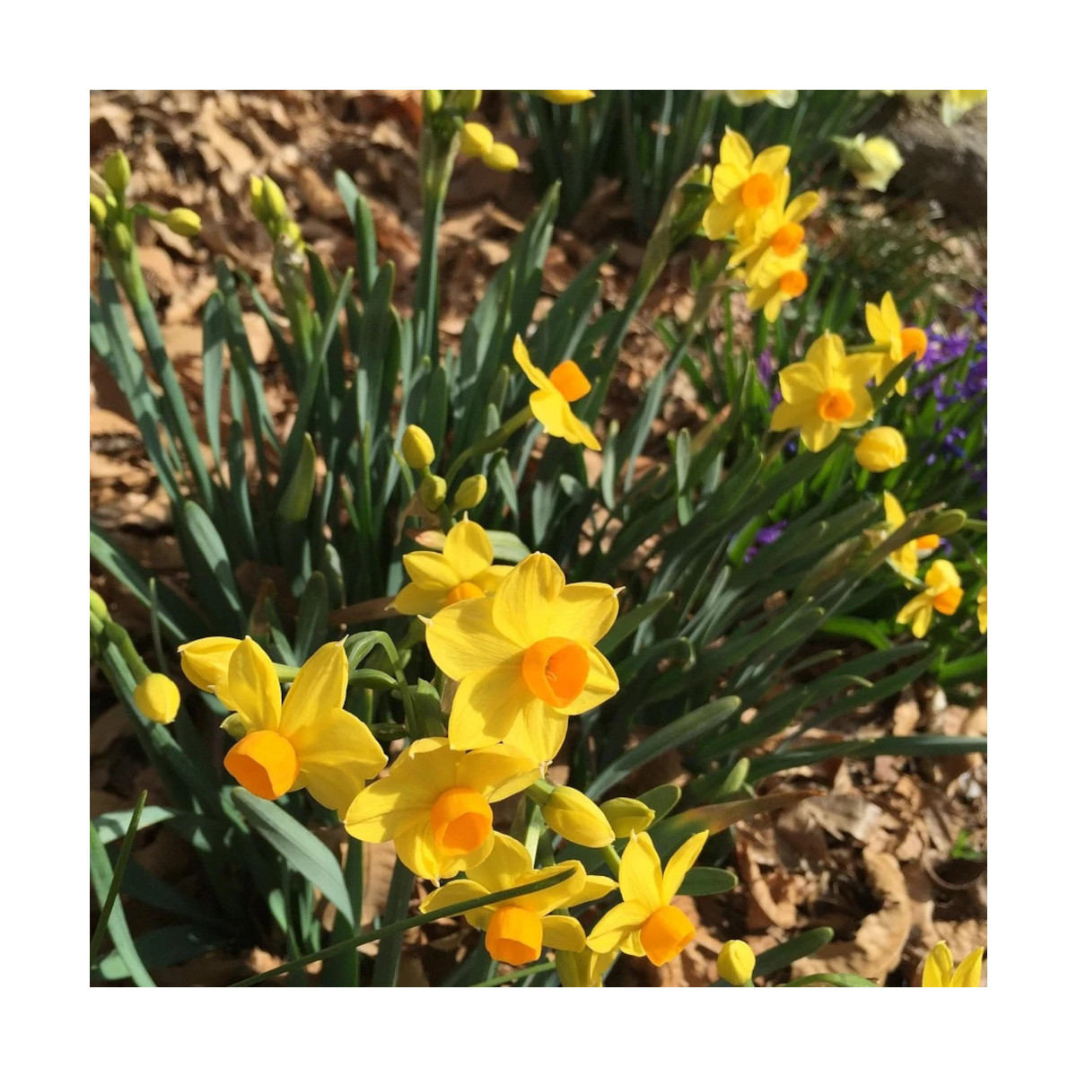 Bulbe de Narcisse Cyclamineus Jet Fire
