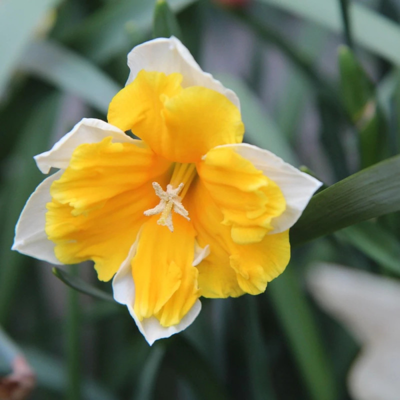 Bulbe de Narcisse Decasplit Orangery