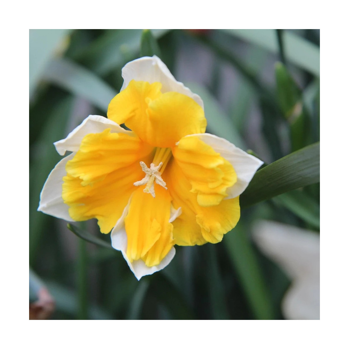 Bulbe de Narcisse Decasplit Orangery