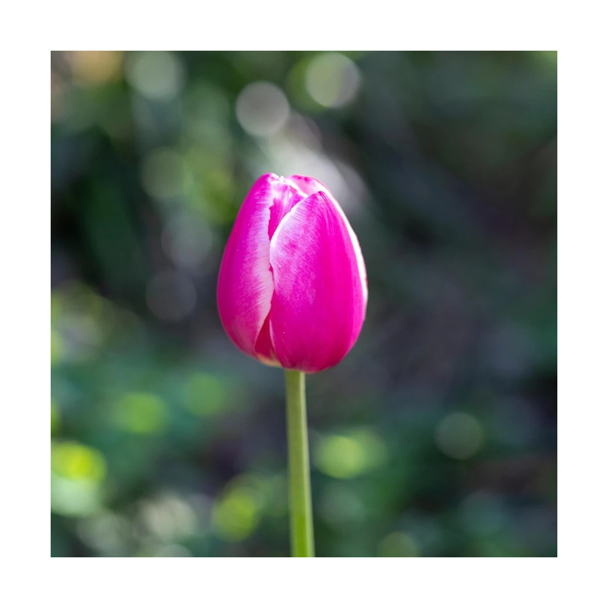 Bulbe de Tulipe simple hative Aafke