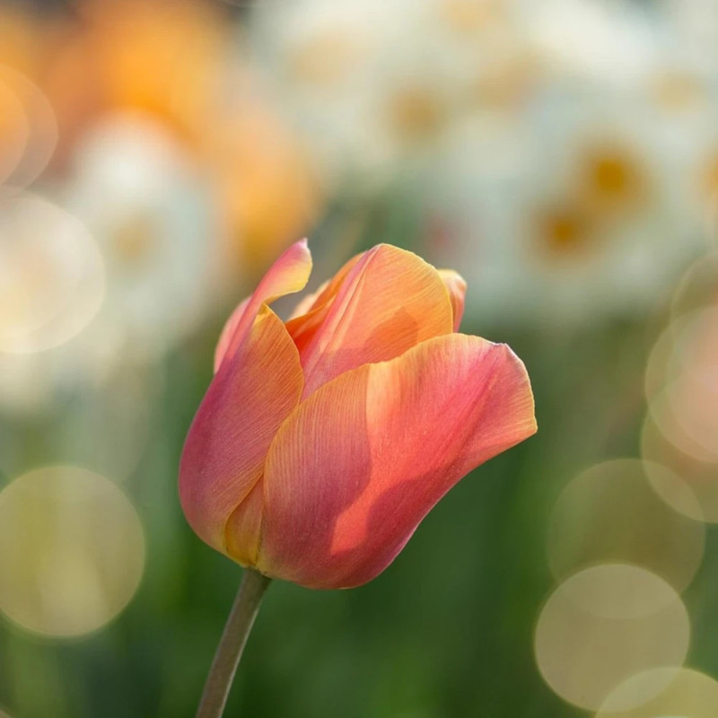 Bulbe de Tulipe simple hative Apricot Foxx