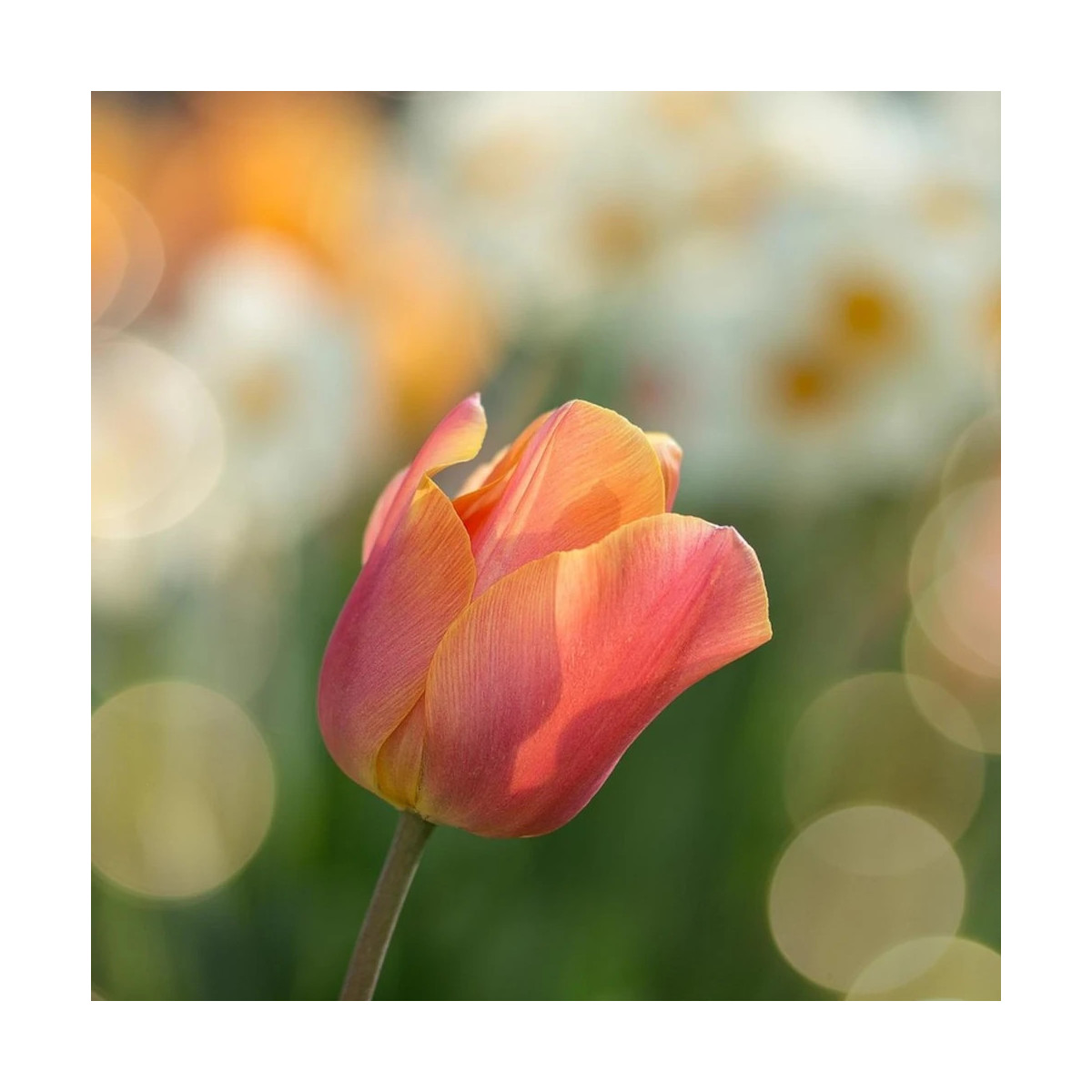 Bulbe de Tulipe simple hative Apricot Foxx