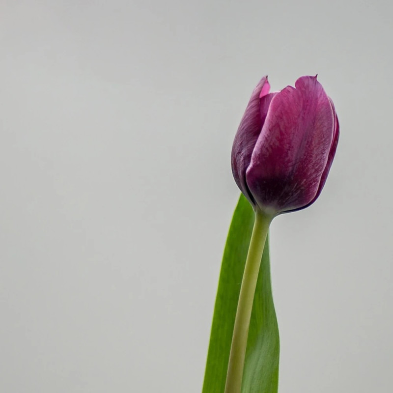 Bulbe de Tulipe simple hative Purple Princess