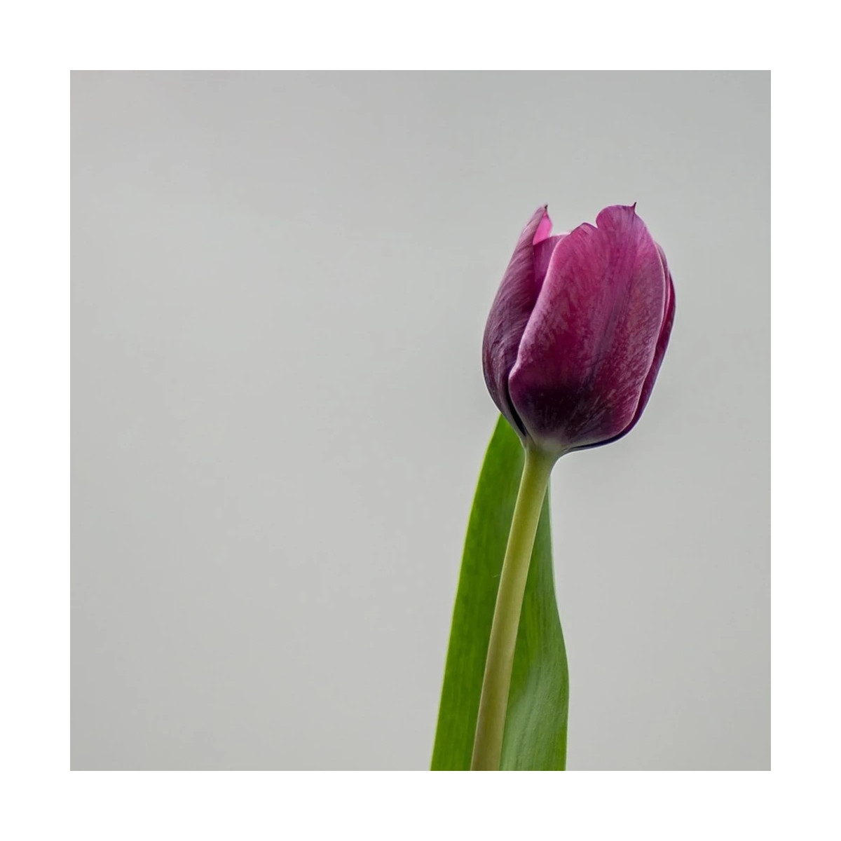 Tulipe simple hative Purple Princess