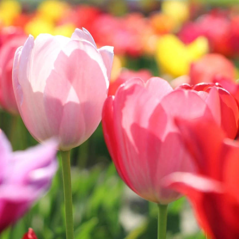 Bulbe de Tulipe simple hative Variées