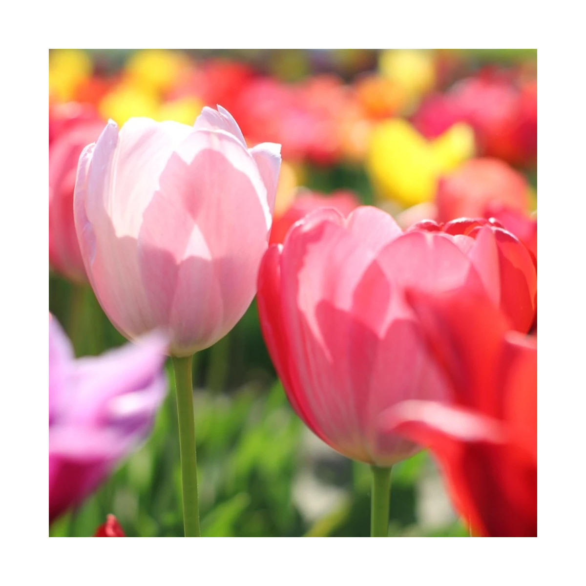 Bulbe de Tulipe simple hative Variées