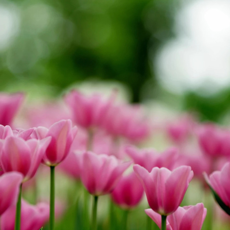 Bulbe de Tulipe Fosteriana Albert Heijn