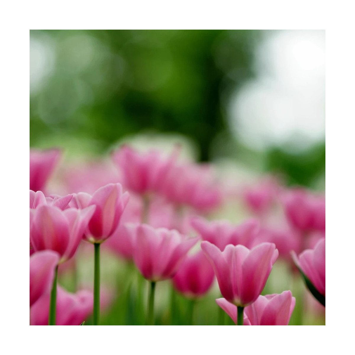 Bulbe de Tulipe Fosteriana Albert Heijn Bulbe de Tulipe Fosteriana Albert Heijn