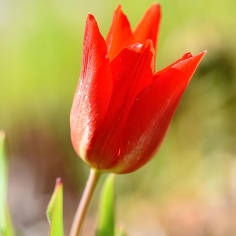 Bulbe de Tulipe Fosteriana Mme Lefeber (Red Emperor)