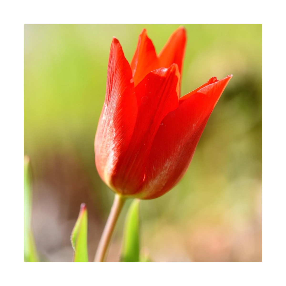 Bulbe de Tulipe Fosteriana Mme Lefeber (Red Emperor)