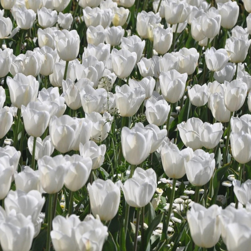 Bulbe de Tulipe Fosteriana Purissima