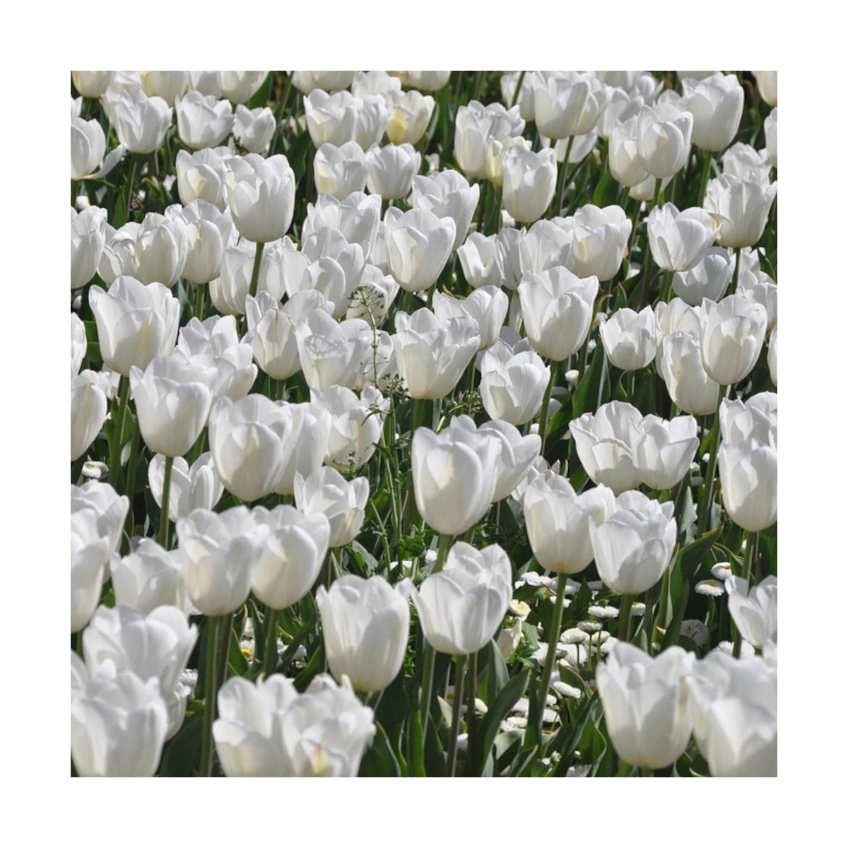 Bulbe de Tulipe Fosteriana Purissima