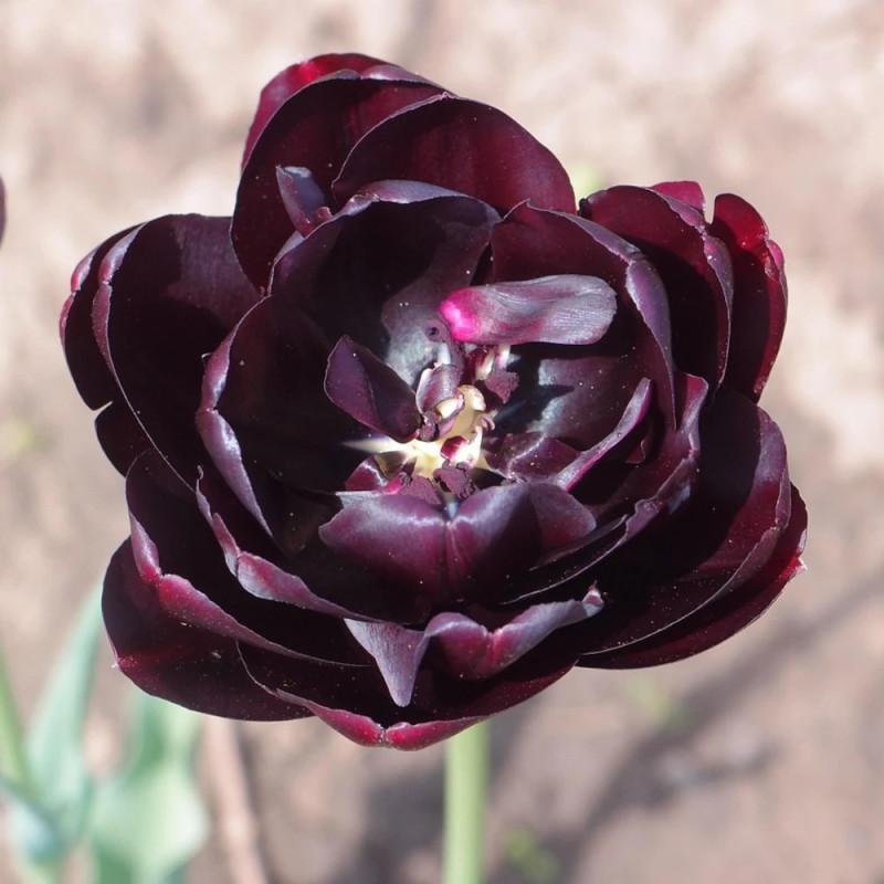 Bulbe de Tulipe double tardive Black Hero
