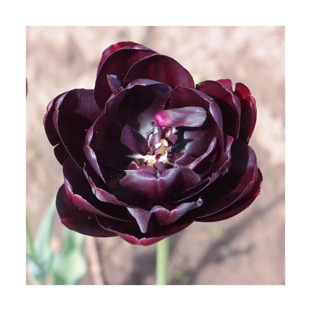 Bulbe de Tulipe double tardive Black Hero Bulbe de Tulipe double tardive Black Hero
