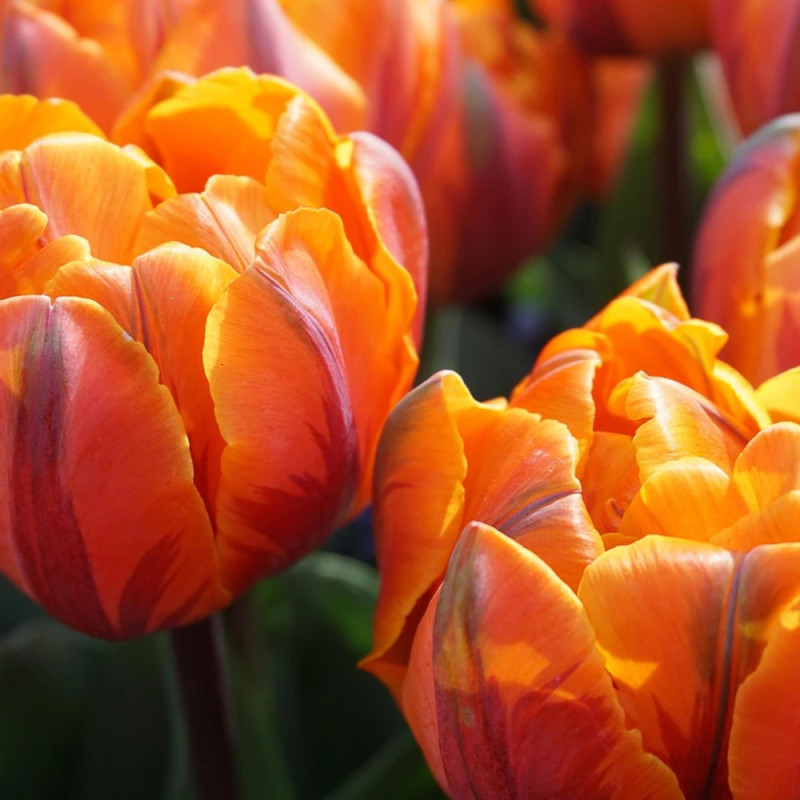 Bulbe de Tulipe double tardive Orange Princess