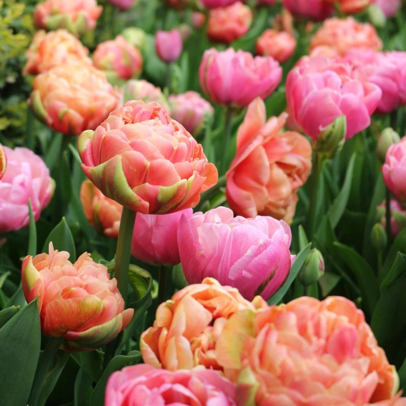 Bulbe de Tulipe double tardive variées