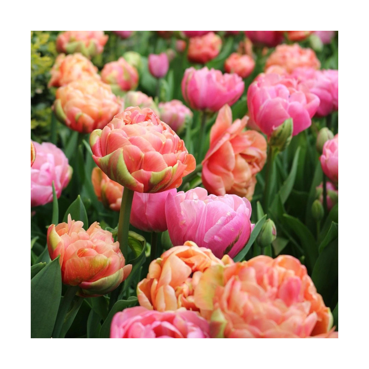 Bulbe de Tulipe double tardive variées