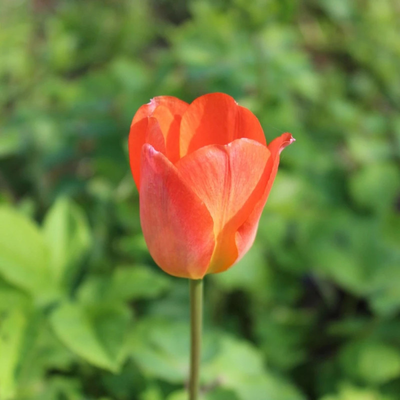 Bulbe de Tulipe Triomphe Cadans