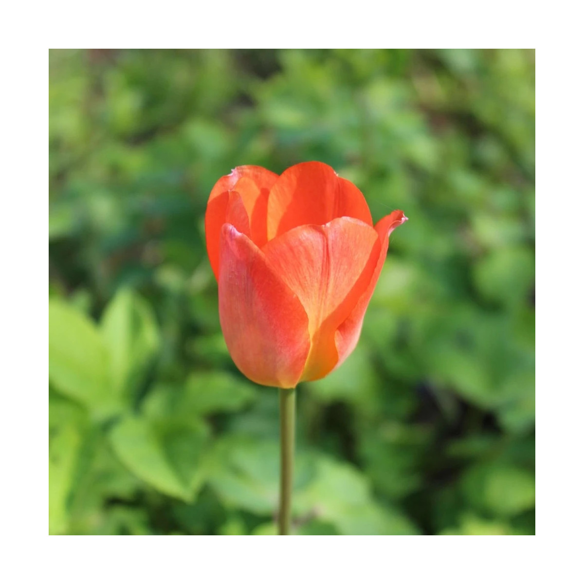 Bulbe de Tulipe Triomphe Cadans
