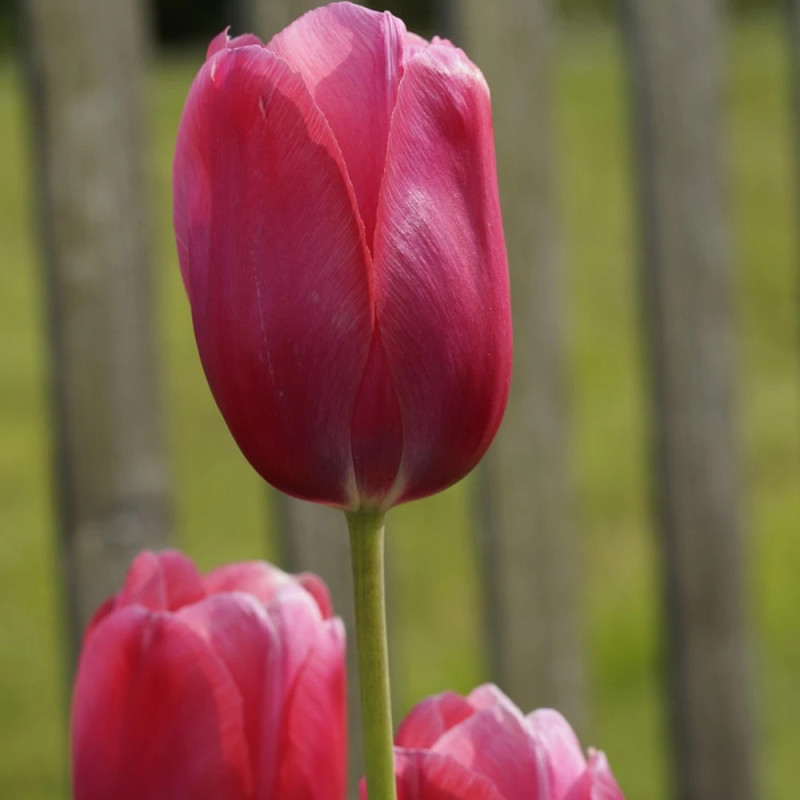 Bulbe de Tulipe Triomphe Carola