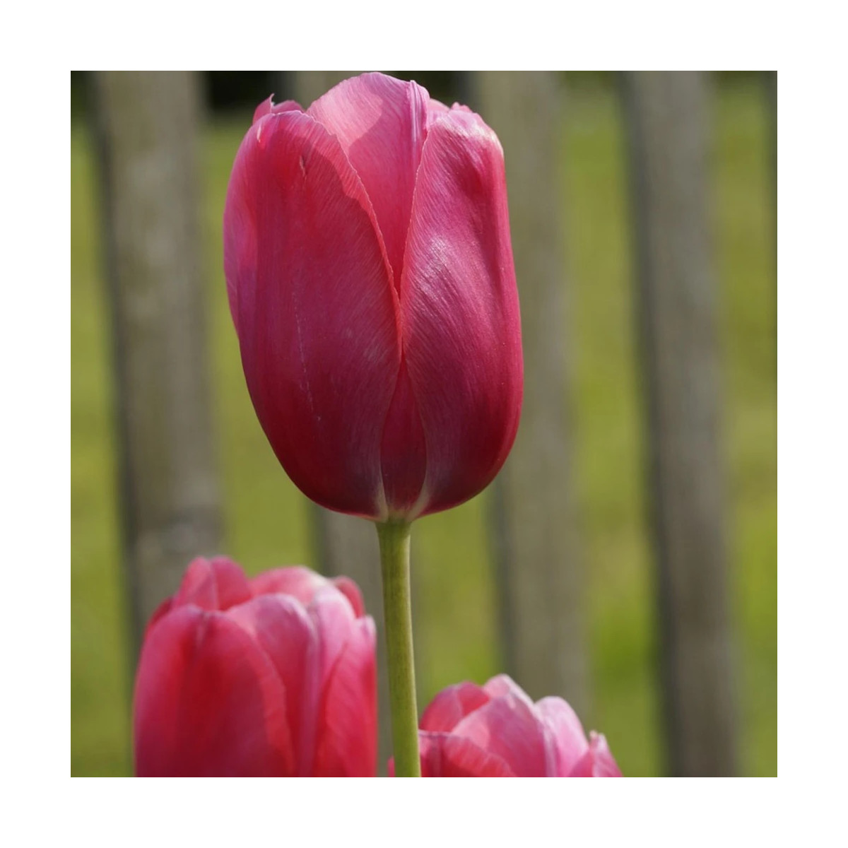 Bulbe de Tulipe Triomphe Carola
