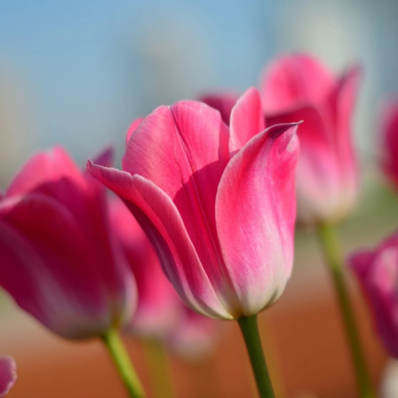 Bulbe de Tulipe Triomphe Dinasty