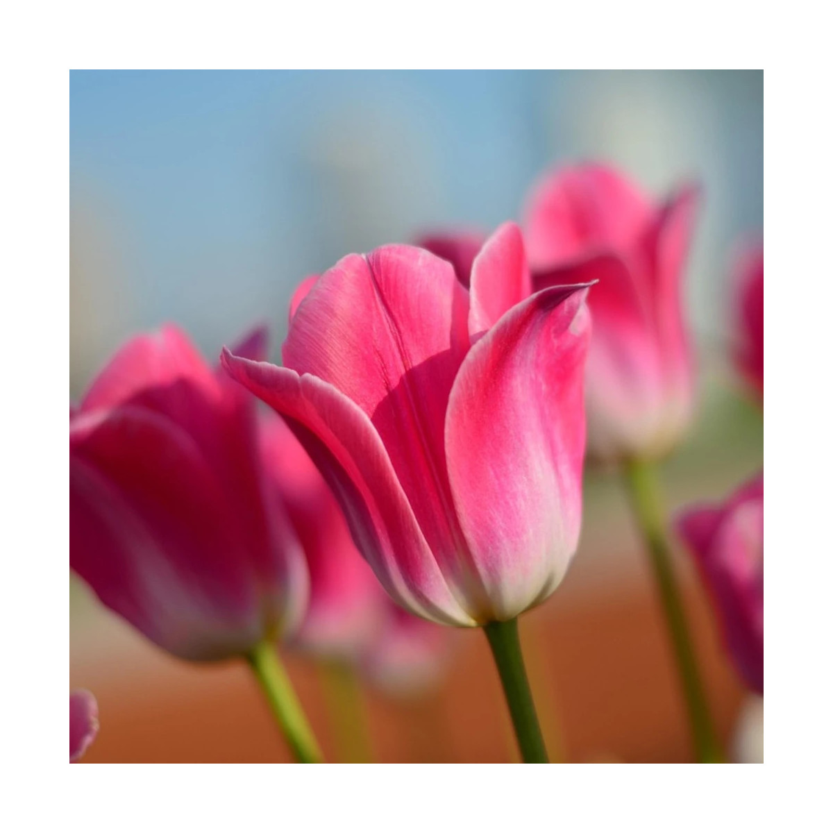 Bulbe de Tulipe Triomphe Dinasty