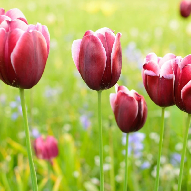 Bulbe de Tulipe Triomphe Fontainebleau