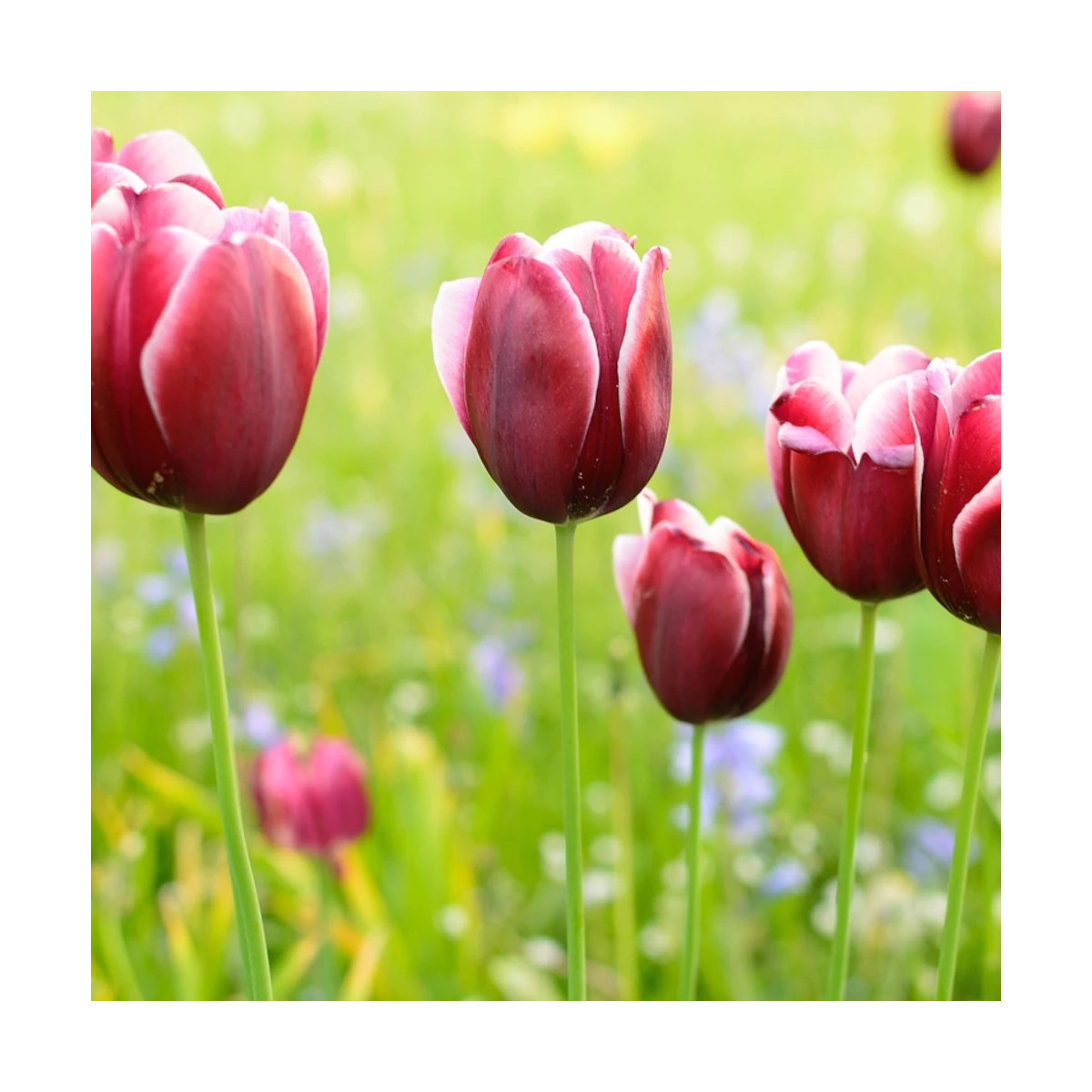 Bulbe de Tulipe Triomphe Fontainebleau Bulbe de Tulipe Triomphe Fontainebleau